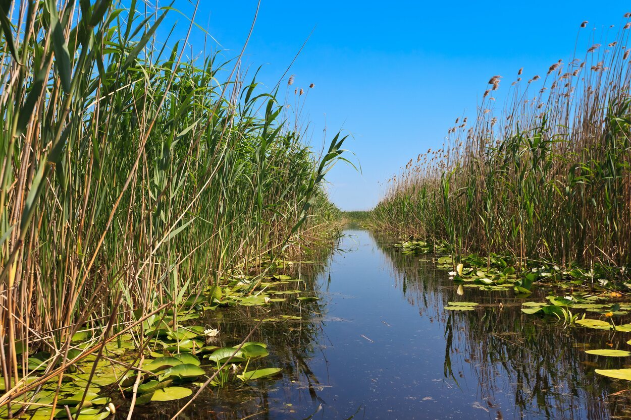 El Delta del Danubio está plagado de vegetación