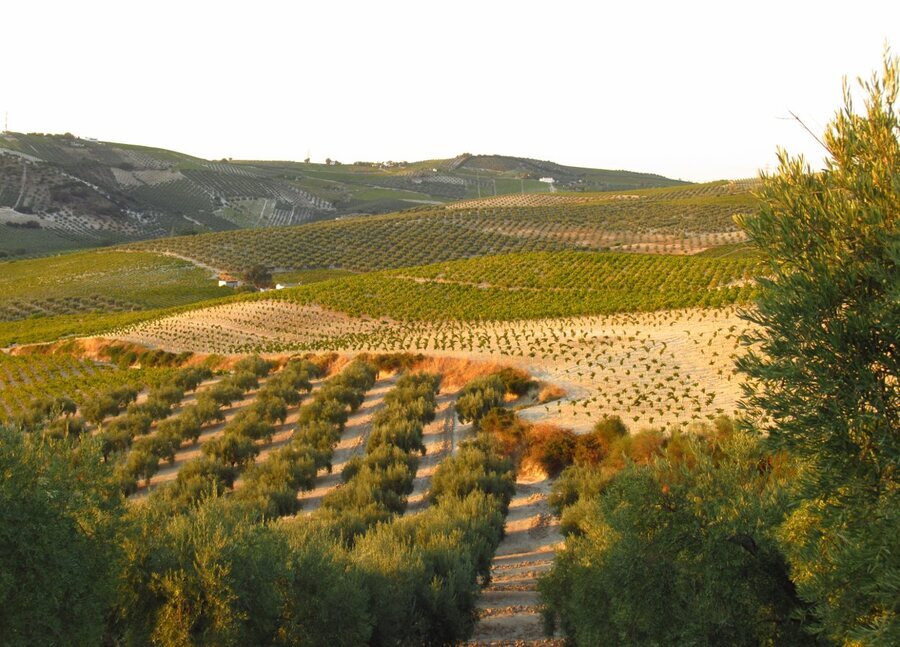 Descubre La Campiña Sur Cordobesa Paisaje Historia Y Vino En El Corazón De Andalucía Bekia 0376