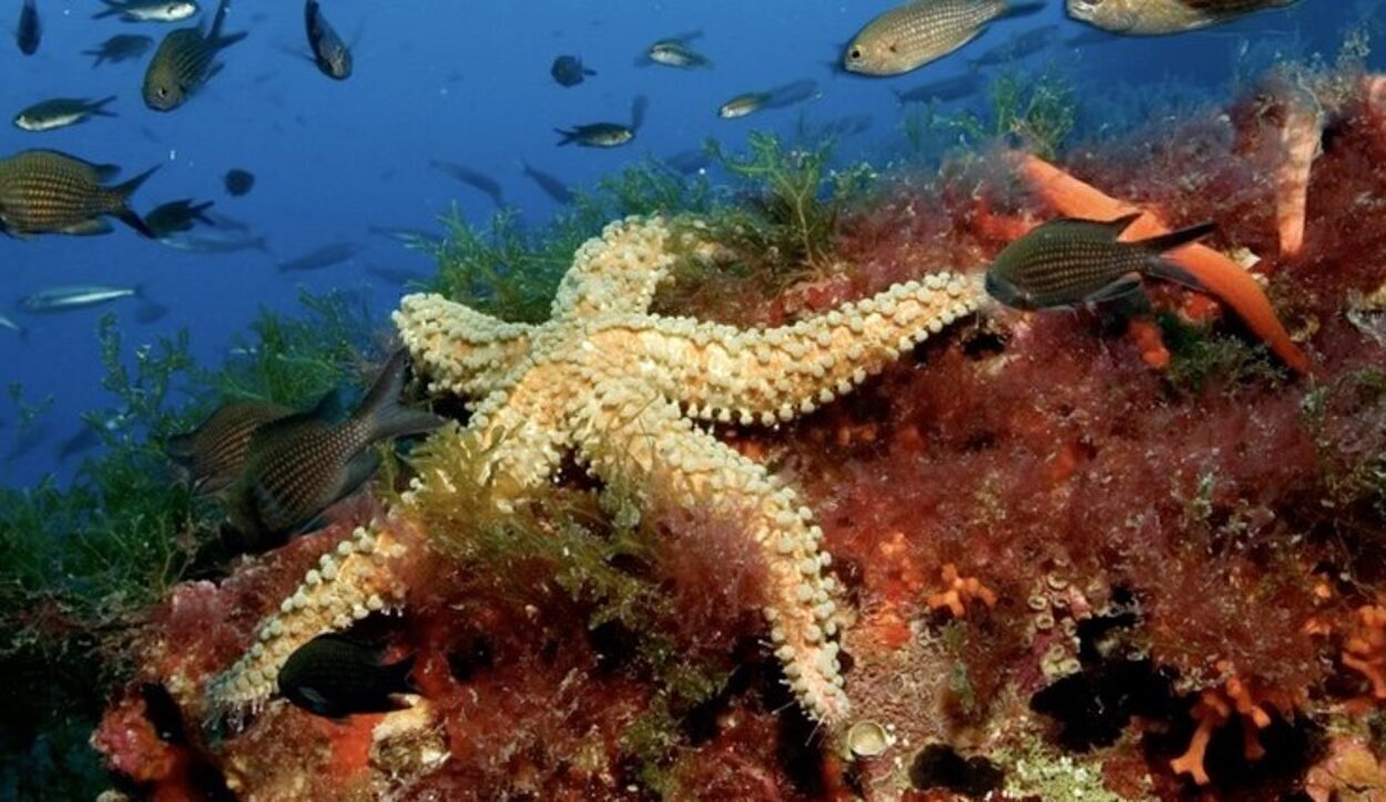 El fondo marino de Formentera constituye el tesoro natural de las Islas Pitiusas