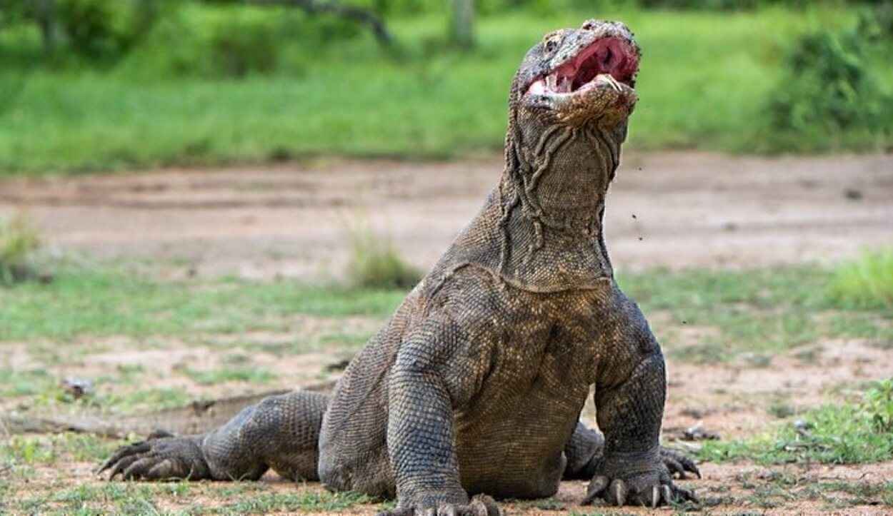 Los dragones de Komodo pueden ser de hasta 3 metros de largo y 90 kilos de peso y matan a sus presas con el veneno de su saliva