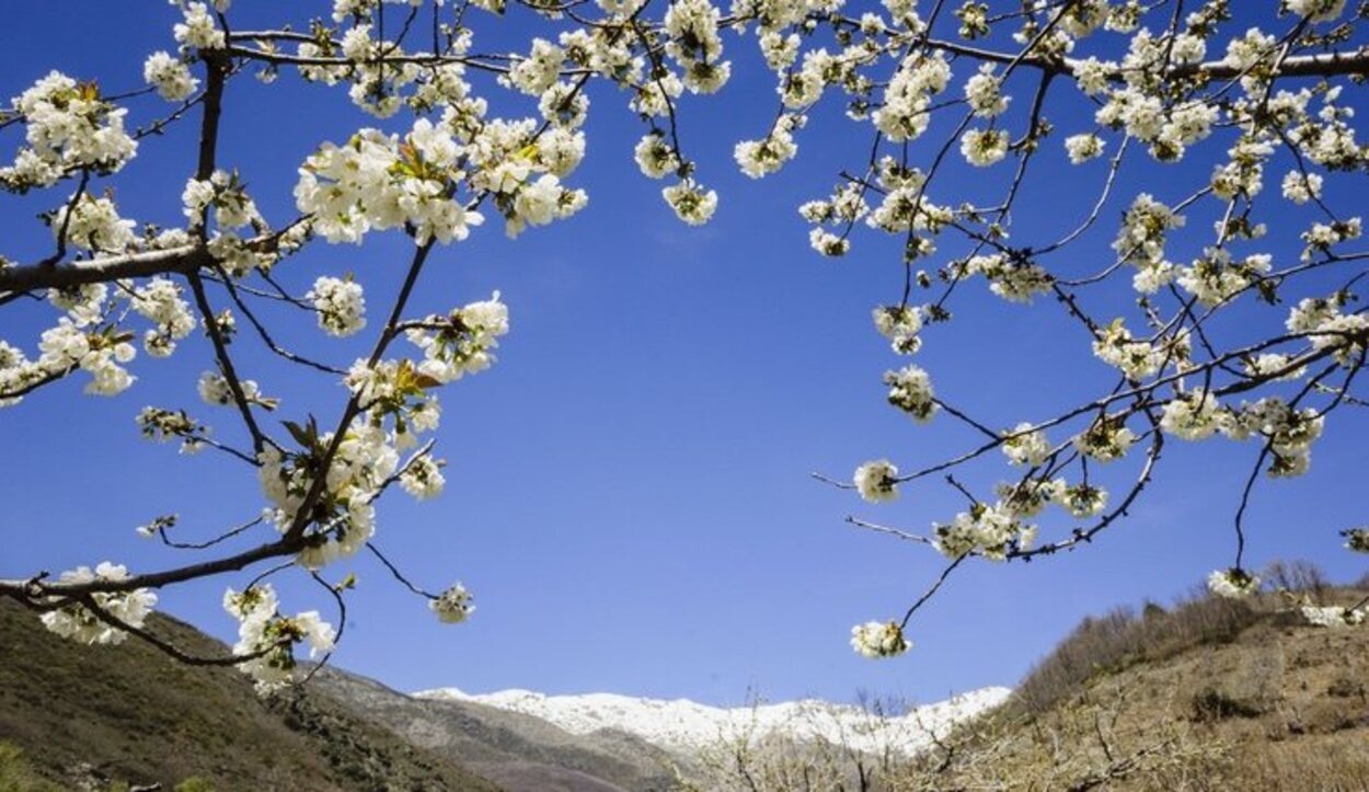Aunque los cerezos florecen entre finales de marzo y principios de abril, la climatología puede retrasar el proceso