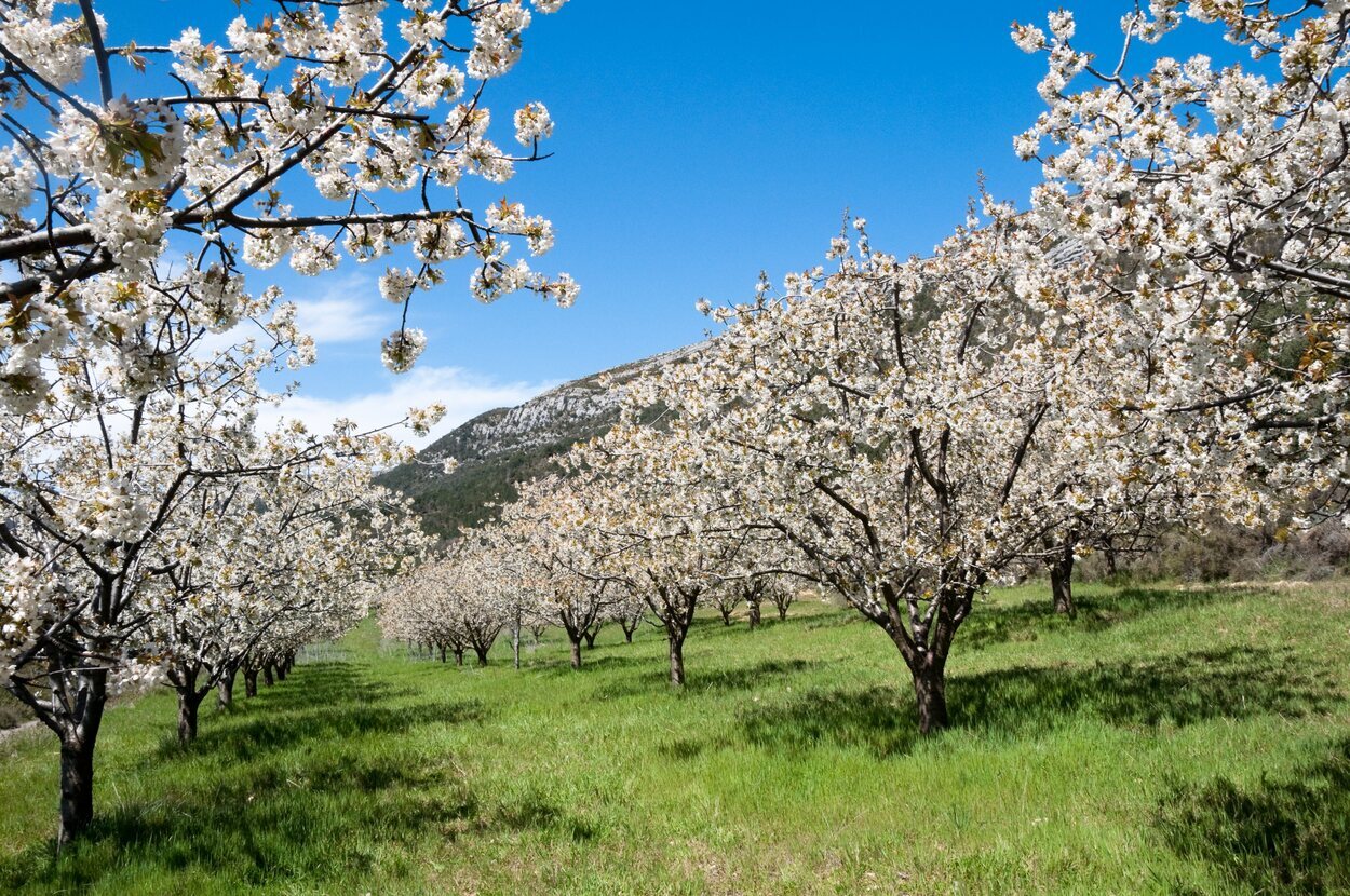 El Valle del Jerte impresiona por su belleza cuando florecen los cerezos