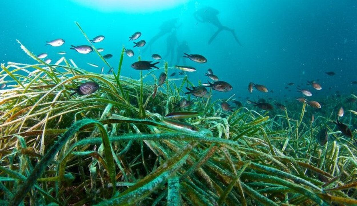 El arrecife de Posidonia fue declarado Monumento Natural