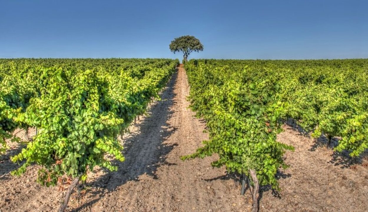 Cigales está poblada de viñedos y cepas