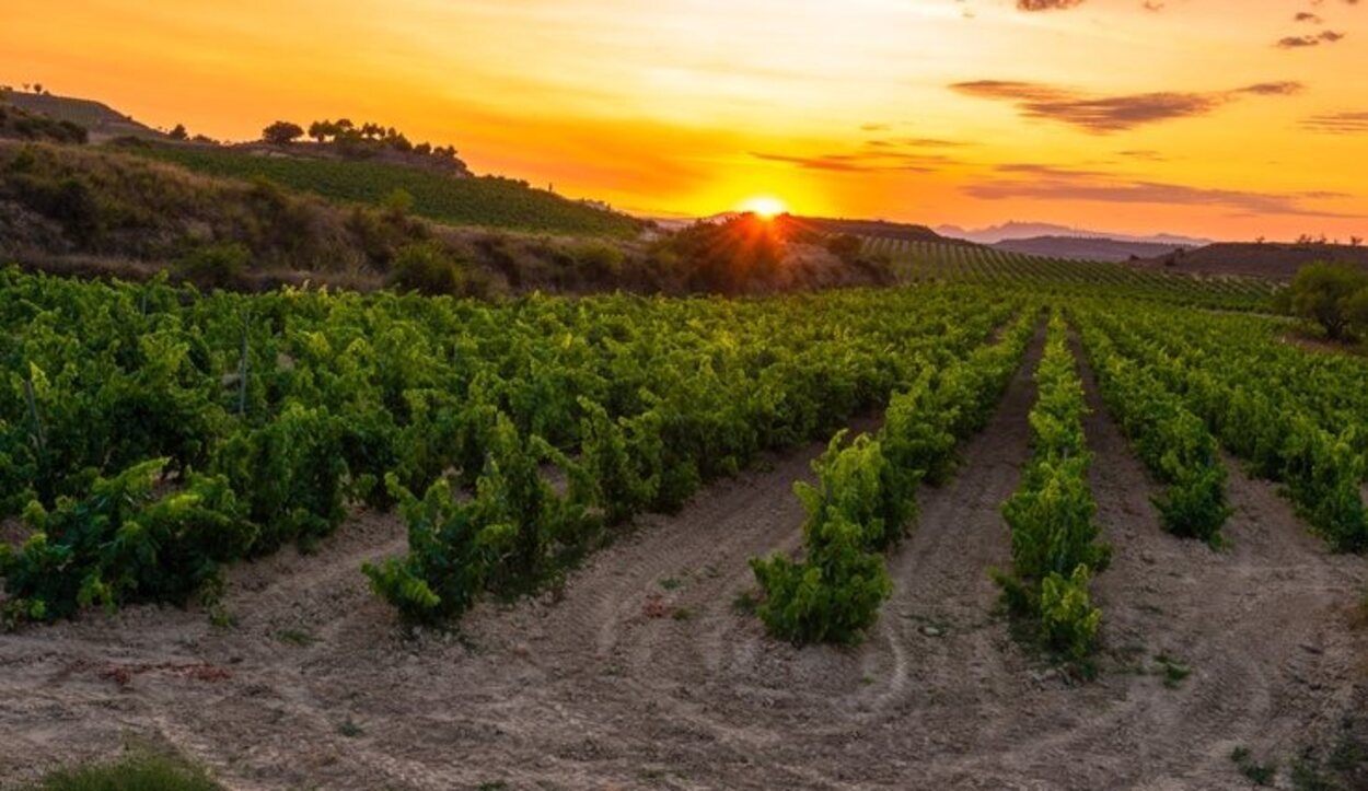 Los vinos que se producen en La Rioja son unos de los más vendidos en todo el mundo