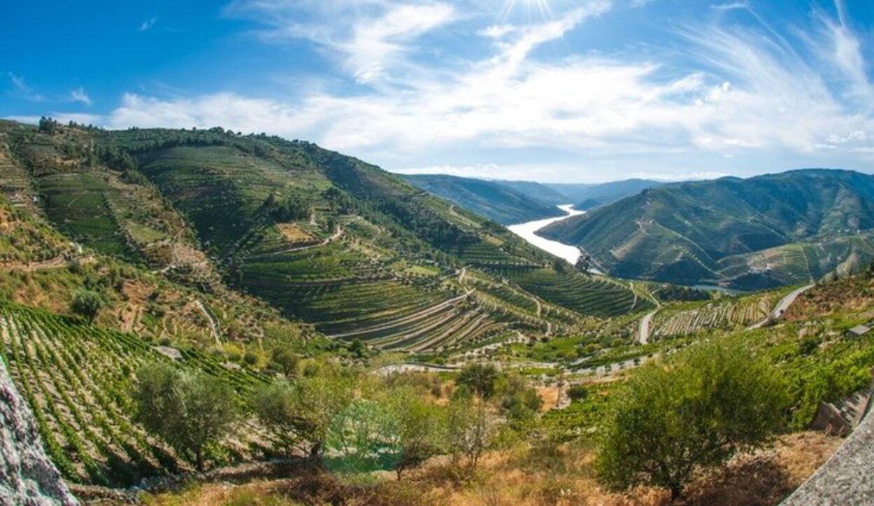 Las plantaciones de vino en la Región del Alto Douro