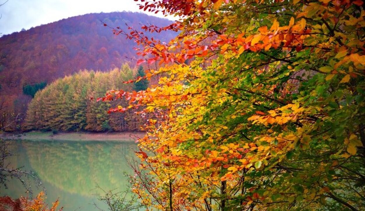 Una selva que se llena de color en otoño