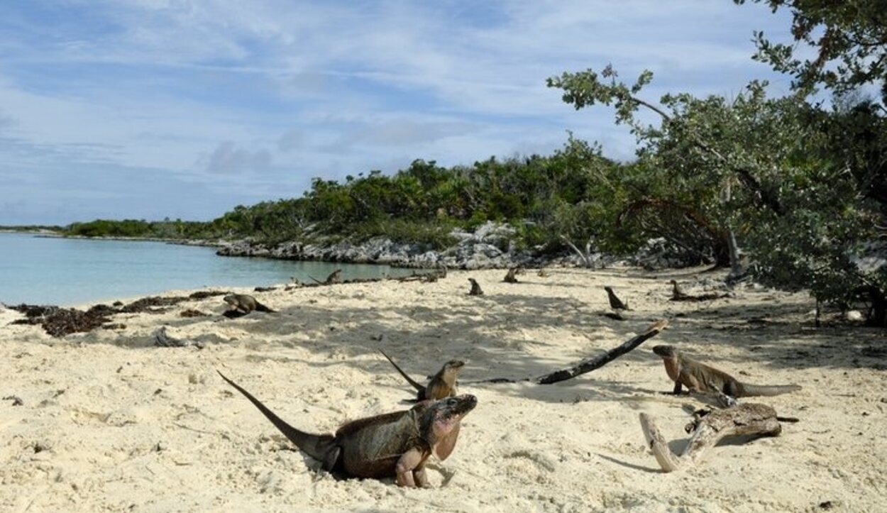 Las iguanas Allen's Cay son consideradas los vertebrados más grandes de Las Bahamas