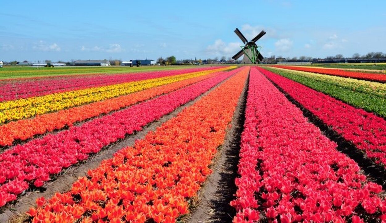 Los tulipanes y molinos más famosos del mundo se encuentran en su mayor esplendor en esta época del año