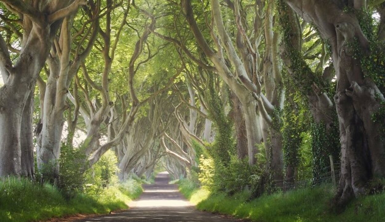 Escenario de Los bosques mágicos de setos oscuros, Irlanda del Norte