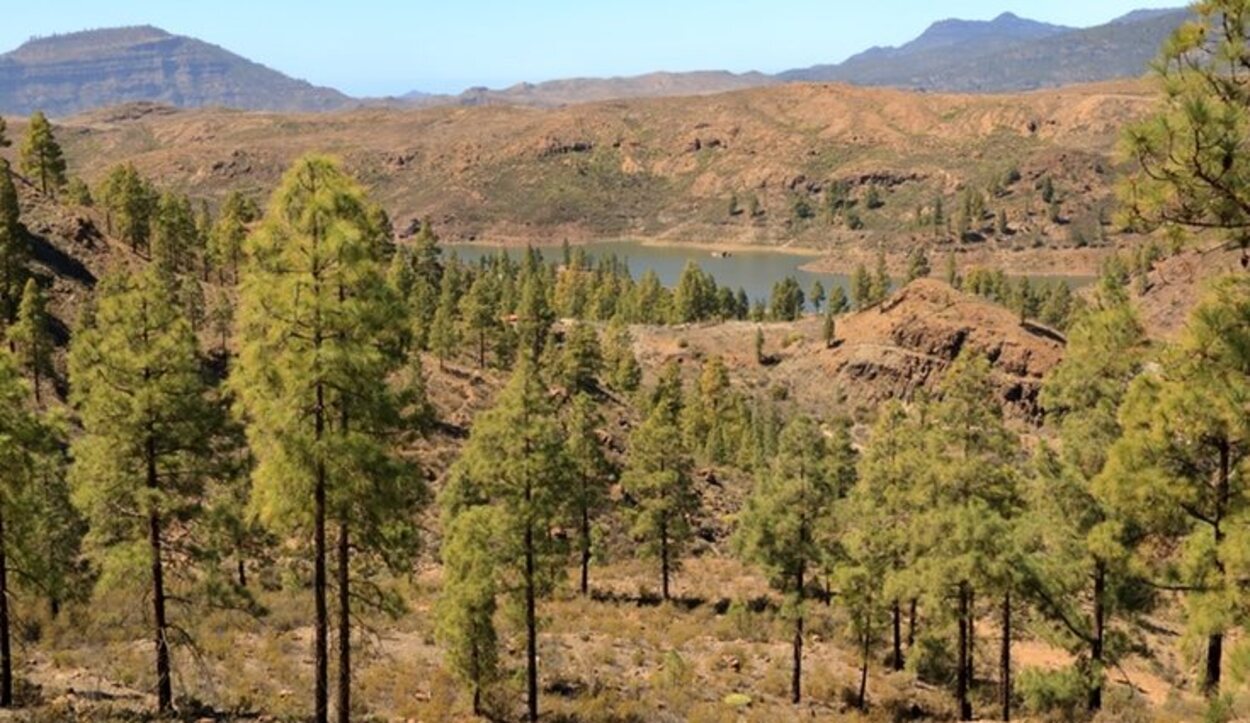 El Parque Natural de Tamadaba es un gran pinar por el que se pueden hacer rutas