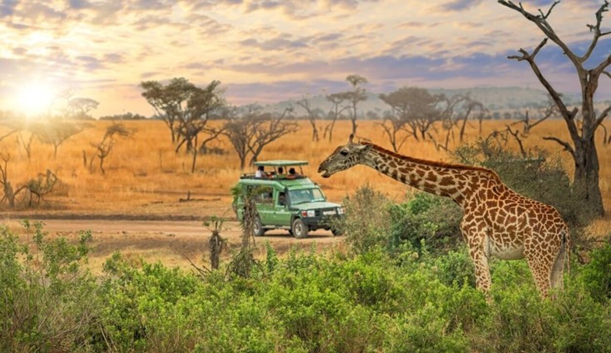 Hay que informarse sobre los lugares donde se hace un safari