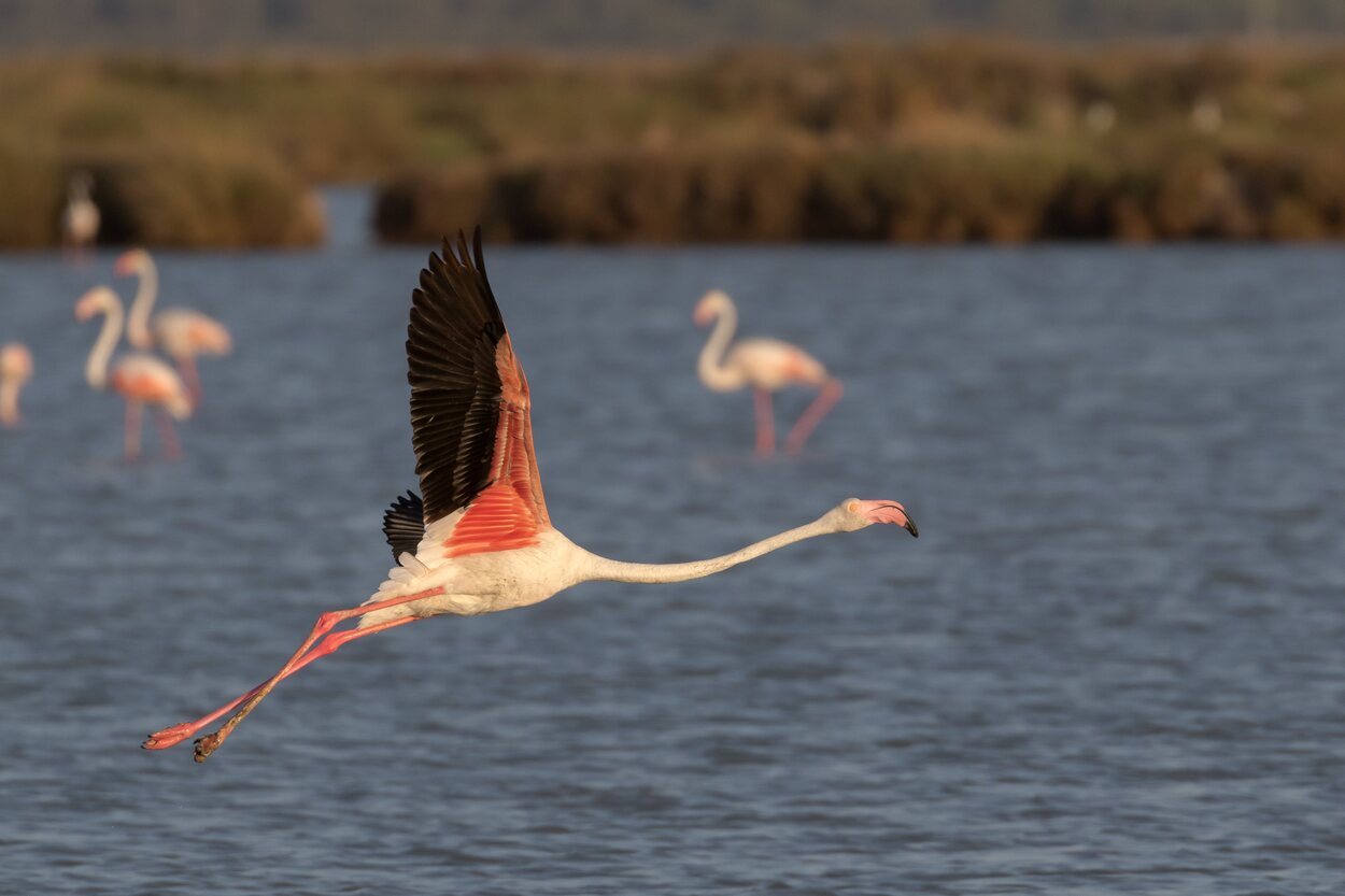 Flamingo del parque de Doñana