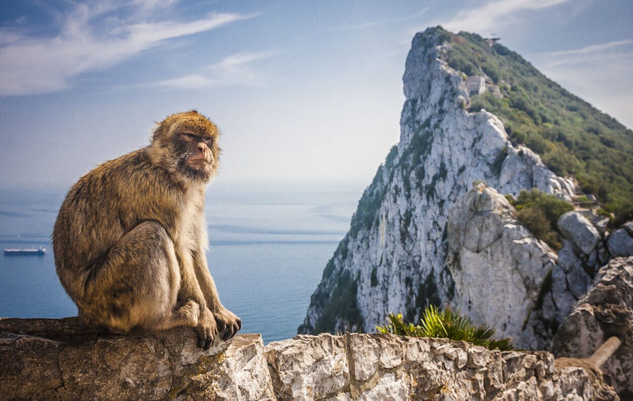 Los macacos de Gibraltar en un mirador
