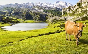 Una ruta por los Lagos de Covadonga, el paisaje más bonito de Asturias