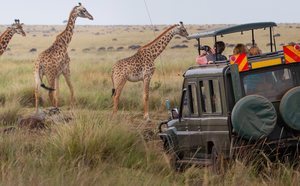 Cómo organizar un Safari