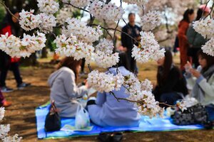 Locales disfrutan del hanami debajo de un cerezo en flor en el parque Shinjuku Gyoen
