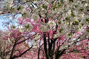 Cerezos en flor de diversos colores en el parque Shinjuku Gyoen